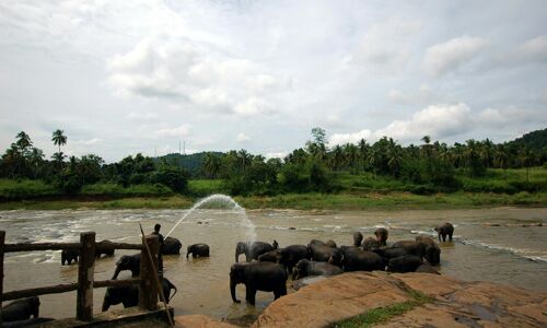 Chiang Mai Elephant Sanctuary
